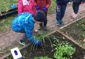 dzieci w ogródku sadzą zioła